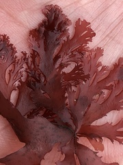 Callophyllis flabellulata