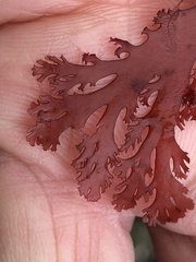 Callophyllis flabellulata