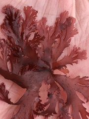 Callophyllis flabellulata