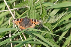Aglais urticae