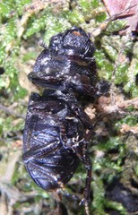 Dorcus brevis