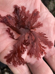 Callophyllis flabellulata