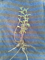 Scutellaria angustifolia