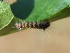 Acronicta tridens