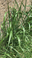 Elymus repens