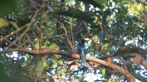 Dicrurus balicassius