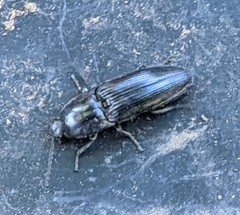 Neopristilophus