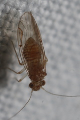Lachesillidae