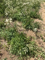 Ligusticum apiifolium