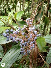 Miconia oligotricha