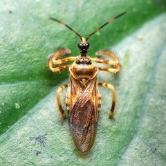 Agriocoris flavipes