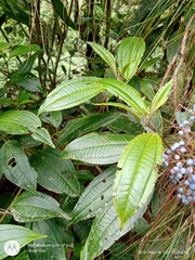 Miconia oligotricha