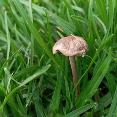 Panaeolus