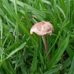 Panaeolus