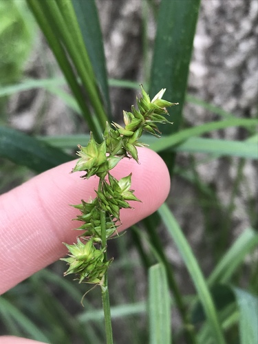 Glomerate sedge (Carex aggregata)