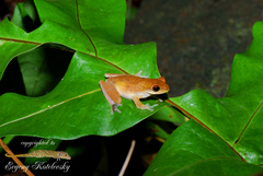 Chirixalus nongkhorensis