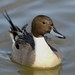 Northern Pintail - Photo (c) Brendan Lally, some rights reserved (CC BY)
