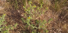 Scolymus maculatus