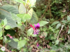 Cuphea calaminthifolia