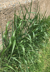 Elymus repens