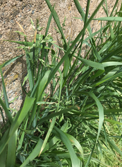 Elymus repens