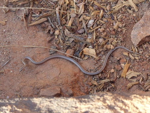 Photo of a Pencil Snake (Mimophis mahfalensis)