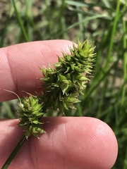 Carex austrina