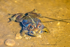Western Toad photo 5