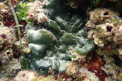 Codium spongiosum