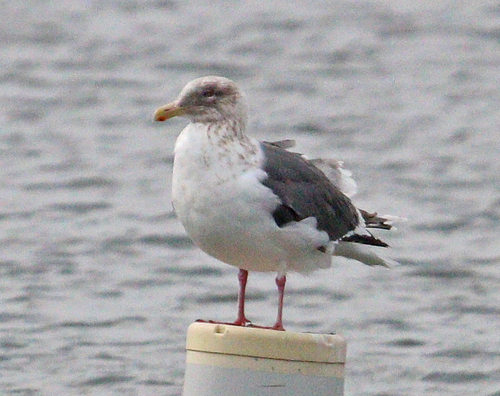 Slaty-backed Gull