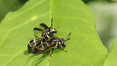 Sphiximorpha willistoni