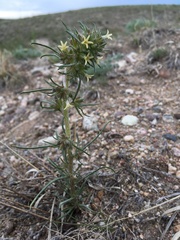 Ipomopsis spicata spicata