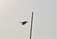 Toxostoma curvirostre