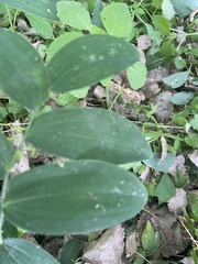 Polygonatum biflorum