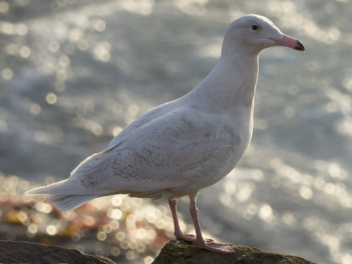 Glaucous Gull