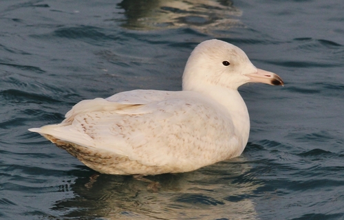 Glaucous Gull