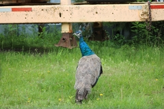 Pavo cristatus