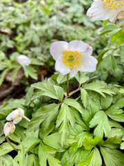 Anemonoides nemorosa