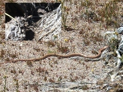 Masticophis flagellum piceus