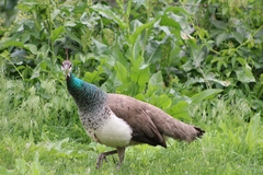 Pavo cristatus