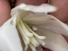 Tegeticula yuccasella