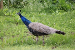 Pavo cristatus