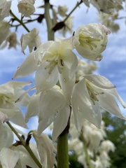 Tegeticula yuccasella