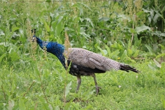 Pavo cristatus
