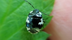 Tritomegas rotundipennis