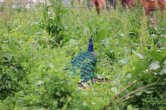 Pavo cristatus