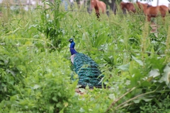Pavo cristatus