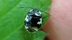 Tritomegas rotundipennis