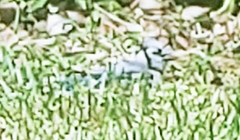 Cyanocitta cristata image
