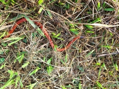 Oxyrhopus melanogenys